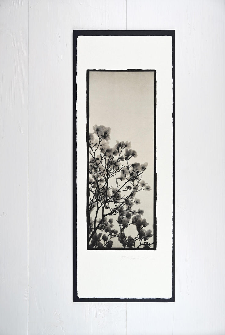 Magnolia