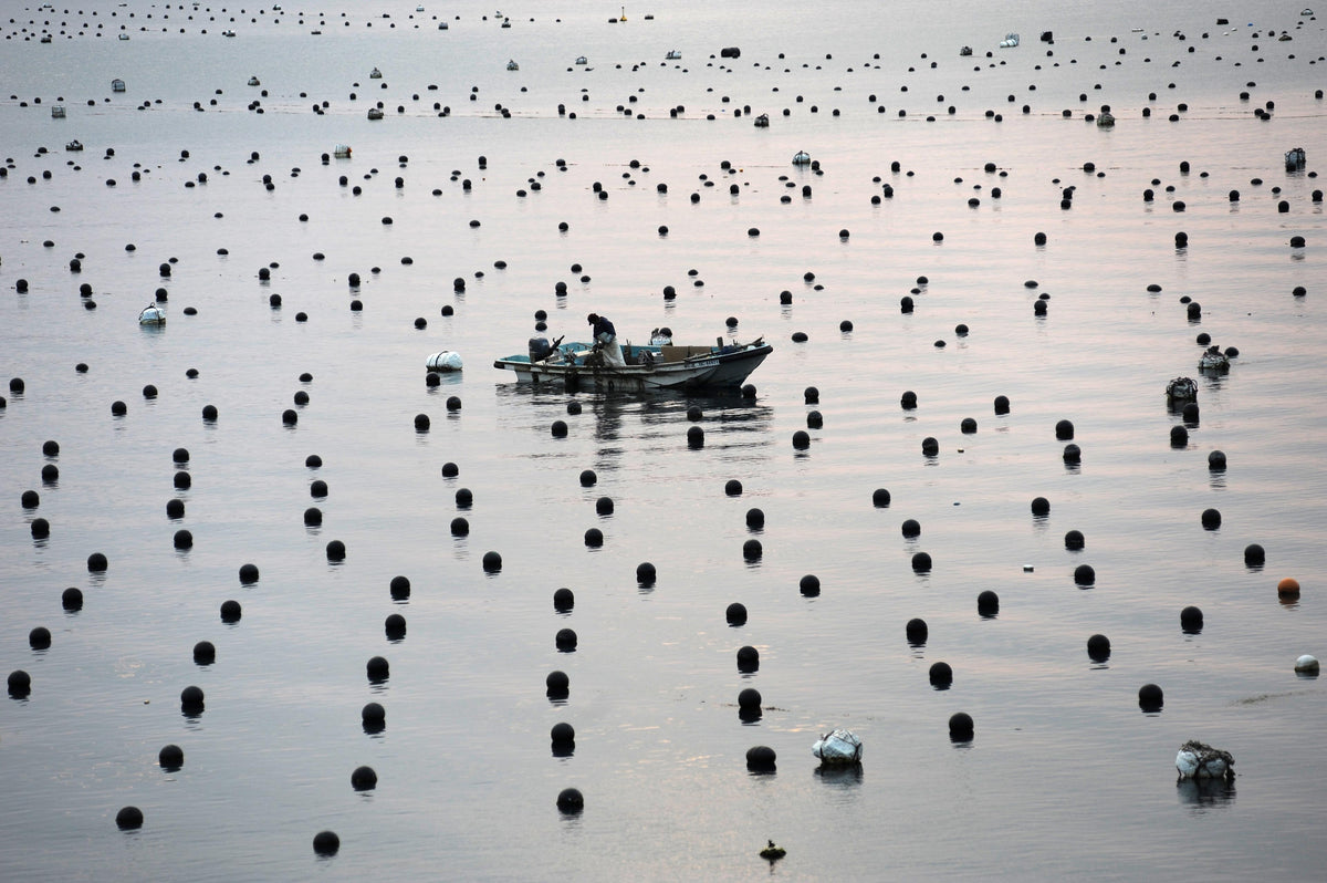 Pearl Farming