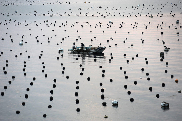 Pearl Farming