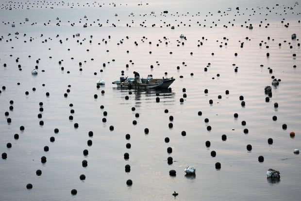 Pearl Farming