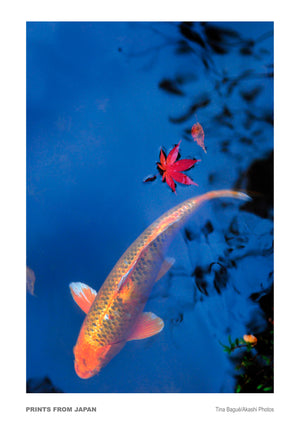 Koi