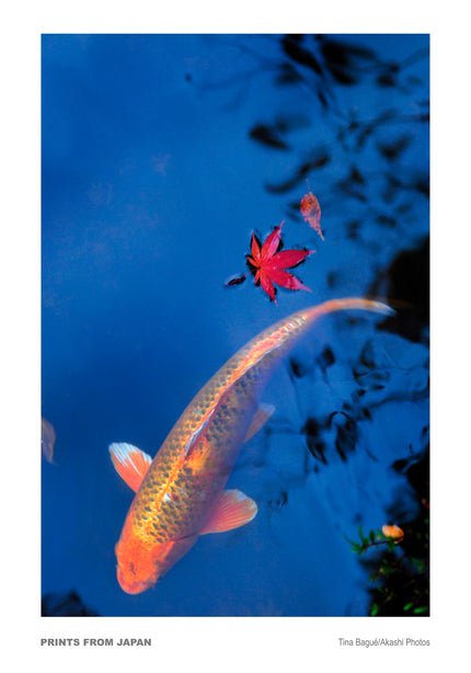 Koi