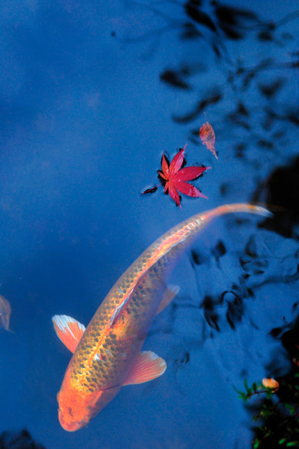 Koi