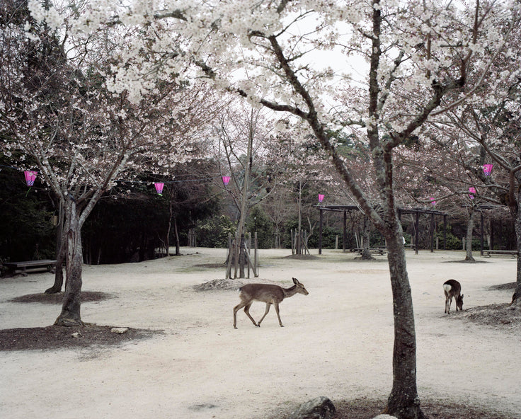 Miyajima