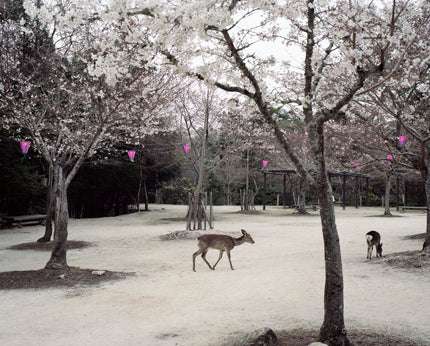 Miyajima