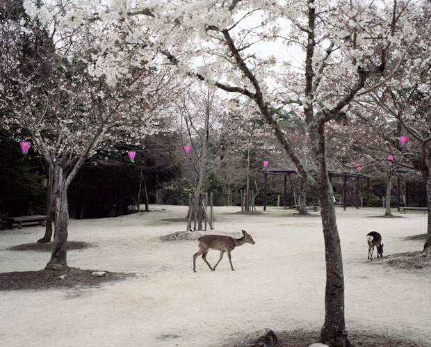 Miyajima