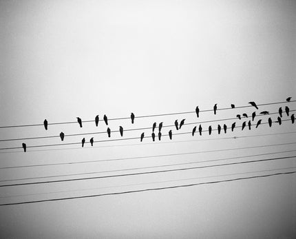 Birds