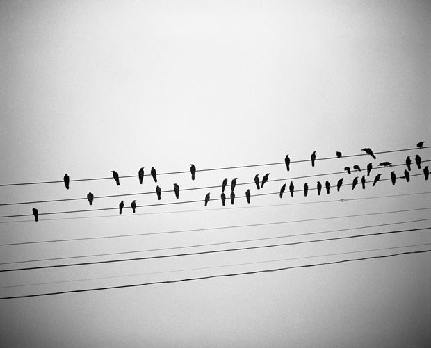 Birds
