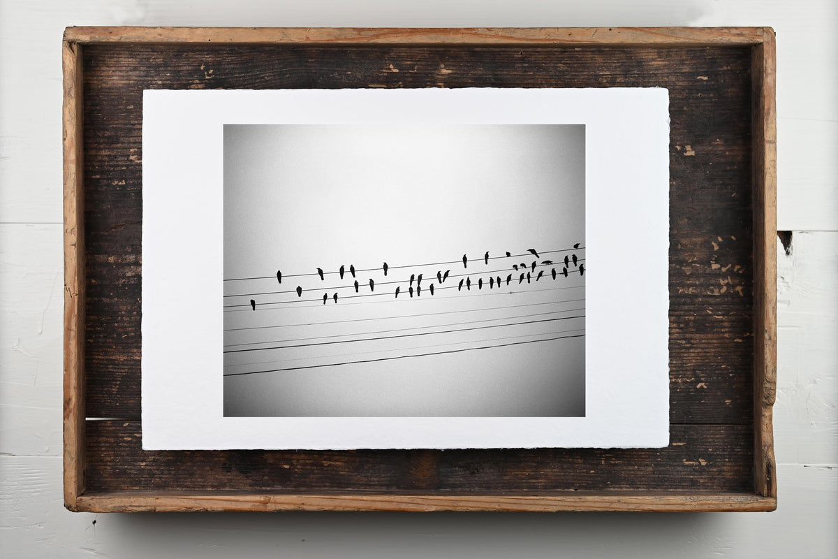 Birds