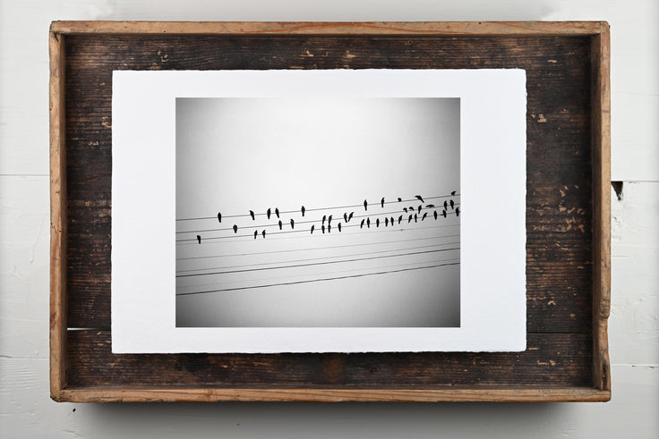 Birds