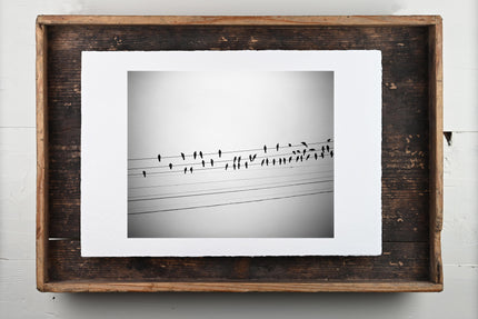 Birds