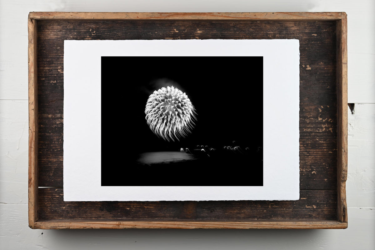 Hanabi