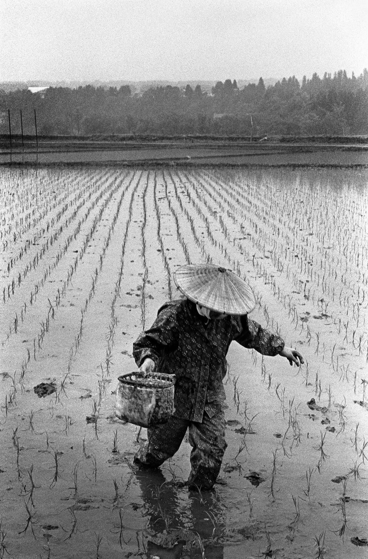 Rice Farmer
