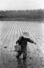 Rice Farmer