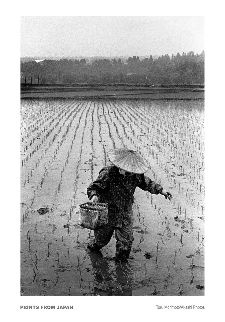 Rice Farmer