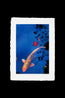 Koi