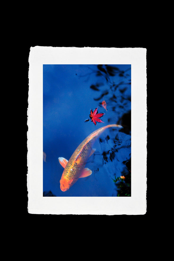 Koi