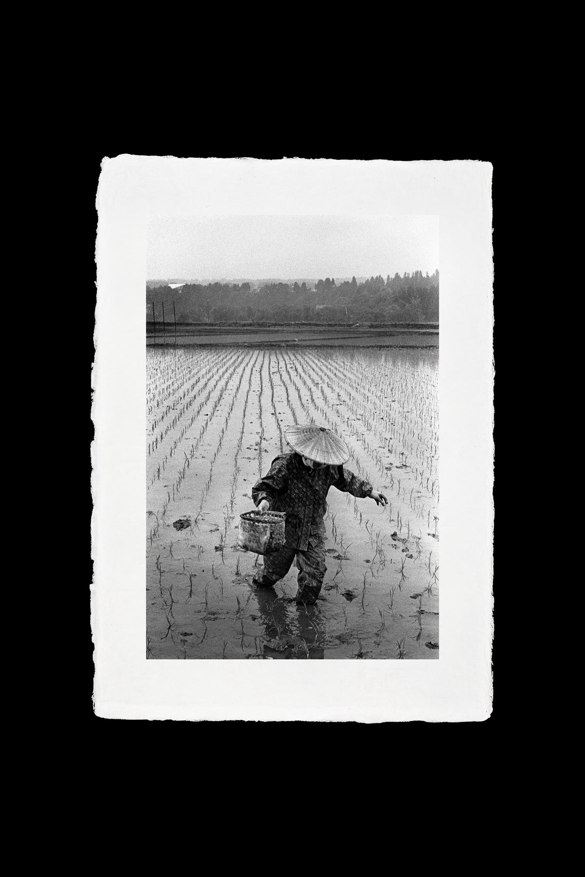 Rice Farmer