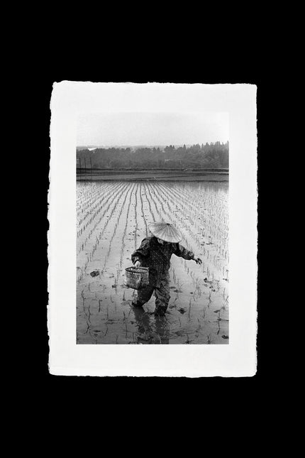 Rice Farmer