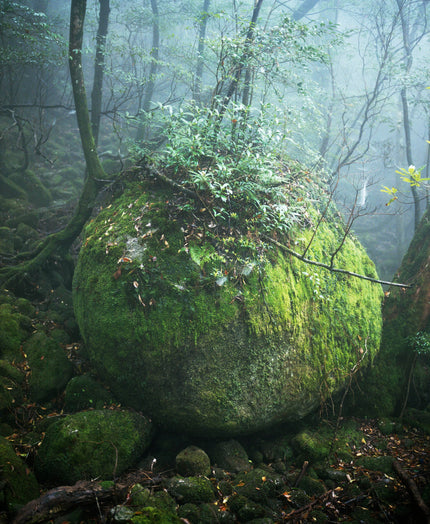 Moss Rock